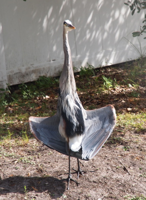 [This bird has its wings more in a cupped posed rather than spread to the side. However, its body is still fully exposed and it is definitely facing the sun.]